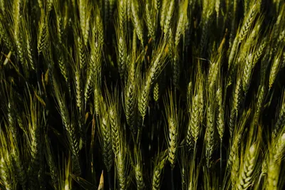 Бесплатное изображение: крупным планом, Пшеница, семя, стебель, рост,  трава, зеленый лист, сельских районах, поле, зерновые