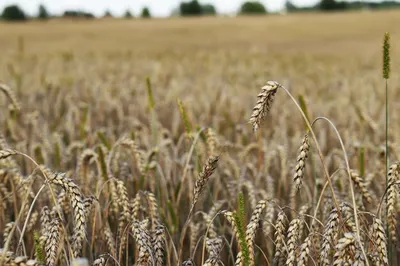 зеленая пшеница стоковое фото. изображение насчитывающей завод - 73176528