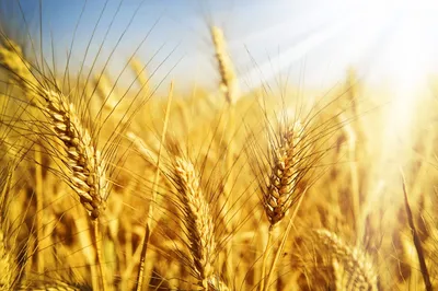 ꕤ Пшеница семена микрозеленые 100 г • купить Пшеница семена микрозеленые  100 г по цене от 14.99 грн. в Украине