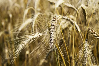 ИКАР: доля России в мировом экспорте пшеницы может составить 20% –  Агроинвестор