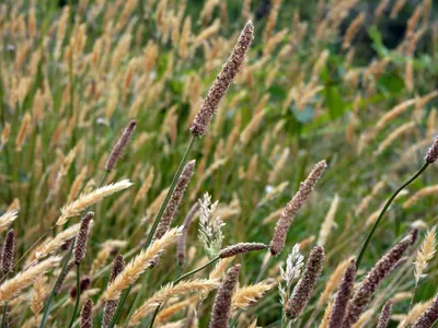 Пшеница яровая | Торговый Дом «КЧХК»