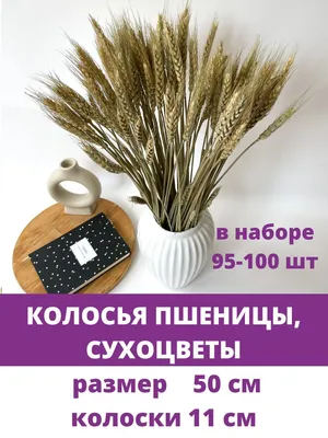 Бесплатное изображение: органические, Пшеница, трава, семя, зеленый,  Зеленый горечавки, стебель