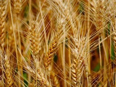 Пшеница крупным планом колоски зернового растения пшеничный бизнес зерновое  сельское хозяйство | Премиум Фото