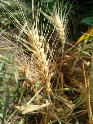 ᐉ Влияние воды и кислорода на развитие пшеницы - Журнал Агроном