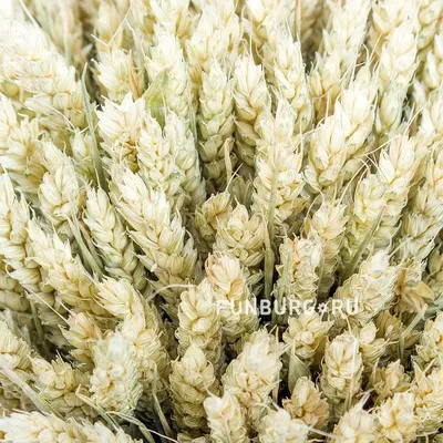 Растения растущие в колосьях пшеницы и пшеничных полях в течение дня Фон И  картинка для бесплатной загрузки - Pngtree