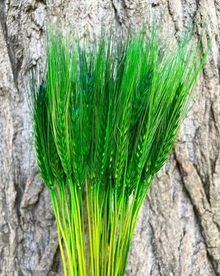 Растение искусственное Пшеница декоративная микс h50 см по цене 300 ₽/шт.  купить в Туле в интернет-магазине Леруа Мерлен