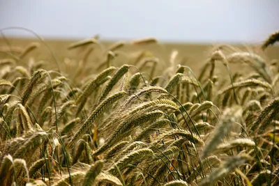 Farmmod.com: Пшеница