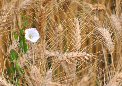 Бесплатные Дикая пшеница растения 2 стоковые фотографии | FreeImages