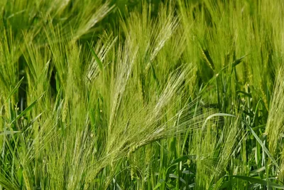 Пшеница сухоцвет колосья декоративные натуральные, связка 100 шт (+-5),  48-50 см - купить с доставкой по выгодным ценам в интернет-магазине OZON  (1129843380)