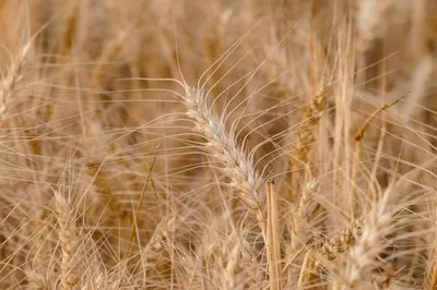 Минсельхоз предложил временно запретить экспорт твердой пшеницы –  Агроинвестор