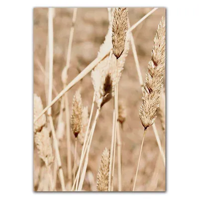 Пшеница озимая сорт - Высокоурожайные семена в России