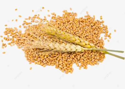 Как пшеница убедила человека сменить привольную жизнь на тягостное  существование. Плюсы и минусы аграрной революции. | Научный мир | Дзен