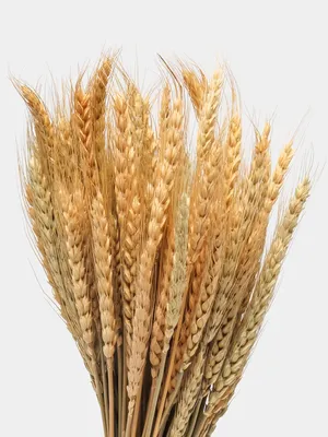 Пшеница Поле Трава - Бесплатное фото на Pixabay - Pixabay
