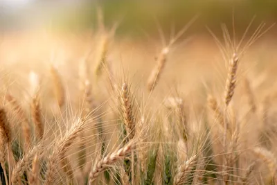 Семена озимой пшеницы Балатон – Купить Цена Оригинал 100% – АгроМен