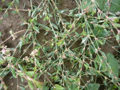 Polygonum aviculare - Image of an specimen - Plantarium