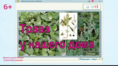 Семена Трава Спорыш купить в интернет-магазине ФОНД СССР с доставкой по  России