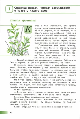 Polygonum aviculare - Изображение особи - Плантариум