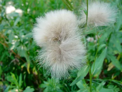 Горец вьюнковый, гречишка вьюнковая - Polygonum convolvulus L. |  Дикорастущие полезные растения| Активный отдых, туризм, поход Крым,  пассажирские перевозки | Клуб активного отдыха. Активный отдых, байдарки,  корпоративный отдых, туризм, поход Крым, поход