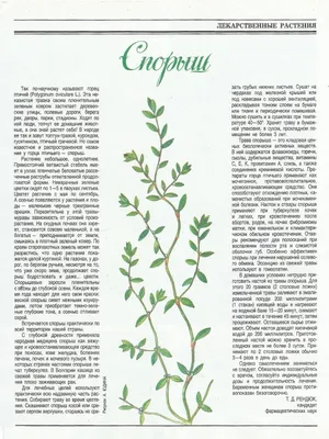 Изображение растения Polygonum aviculare. | Растения