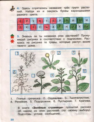 Лекарственные растения. Крапива. Горец птичий