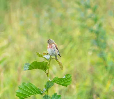 Составляю свой каталог фото птиц. Коноплянка или реполов | Hellen  Geographic | Дзен