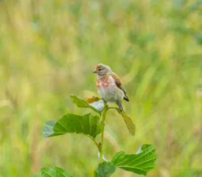 Составляю свой каталог фото птиц. Коноплянка или реполов | Hellen  Geographic | Дзен