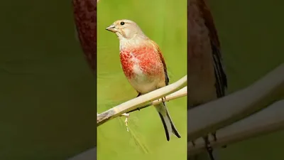 Коноплянка - Реполов. (Carduelis cannabina) أصوات الطيور - YouTube