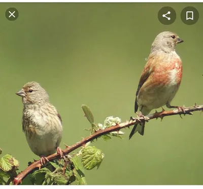 Щегол - «Очень красивая птица, приятно поет, приручается, можно содержать  вместе с другими маленькими птичками. Фокус с \"дохлым щеглом\"» | отзывы