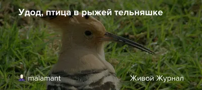 Удод, птица в рыжей тельняшке