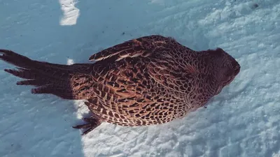 Кому помочь: парку в Амурской области, спасающему редкие виды птиц от  исчезновения · «7x7» Горизонтальная Россия