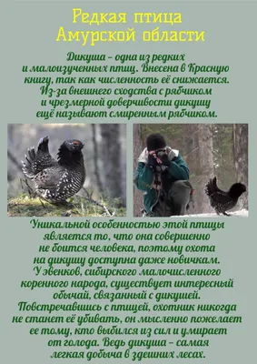 В Амурской области закрыли сайты, на которых можно было купить экзотических  животных - goldenmost.ru