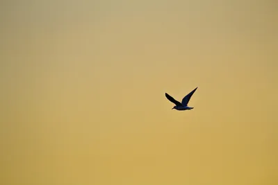 Птицы Амурской области - фото с описанием и названием