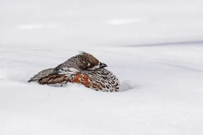 Замерзают на лету: в Амурской области из-за 50-градусных морозов птицы  падают с неба