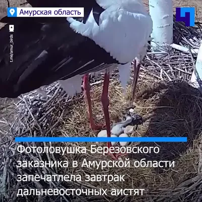 Амурское отделение Союза охраны птиц России | Facebook