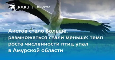 В Благовещенске от сильных морозов гибнут птицы ▸ Amur.Life