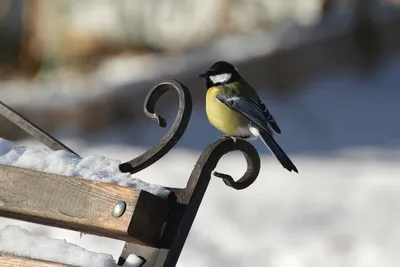 Овсянка-ремез (Ocyris rusticus). Птицы Дальнего Востока России.