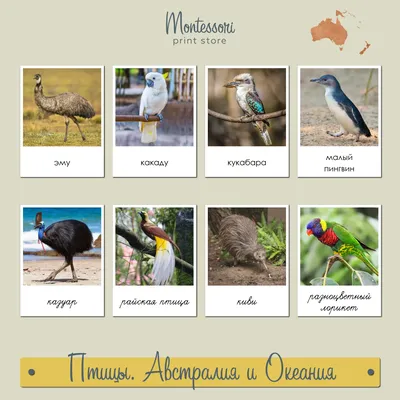 https://fotobase.co/photo/ptitsy-avstralii/