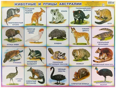 Кукабарра. Смеющаяся птица, ставшая символом Австралии на олимпиаде |  Животные мира|Редкие животные | Дзен
