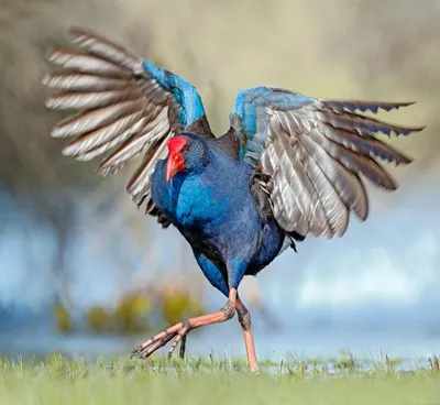 https://fotobase.co/photo/ptitsy-avstralii/549622/