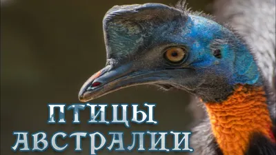 Необычные животные Австралии: самые удивительные представители фауны  континента