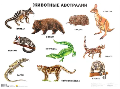 Птицы Австралии страус эму бежит …» — создано в Шедевруме