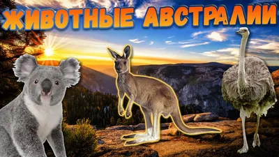 пять разноцветных птиц стоящих на деревянной ветке, красочные птицы  Австралии, Hd фотография фото, птица фон картинки и Фото для бесплатной  загрузки