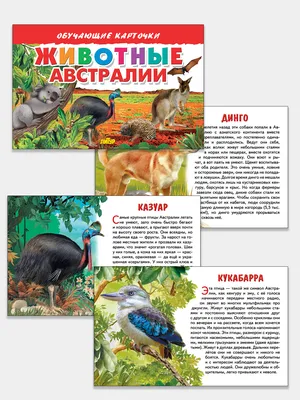 Птица Австралии - казуар. Появились казуары на планете миллионы лет назад.  | Интересные факты | Дзен