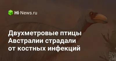 Эму самый большой уроженец птицы к Австралии Стоковое Изображение -  изображение насчитывающей сохранившихся, больш: 123699171