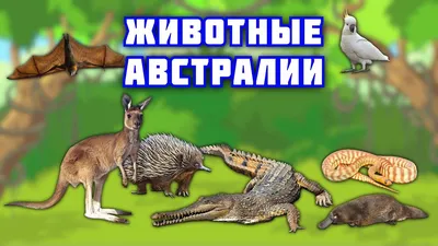 Плакат. Животные Австралии (550х770) — купить книги на русском языке в  DomKnigi в Европе