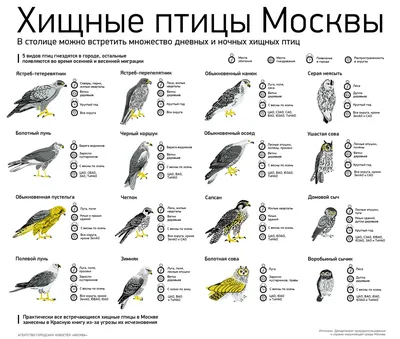 Птицы острова Хортица - Национальный заповедник \"Хортица\"