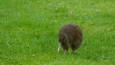 Птицы Новгородской области / Birds of Novgorod Oblast's Journal ·  iNaturalist