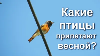 Какие птицы прилетают весной | Когда перелетные птицы возвращаются с  зимовки - YouTube