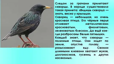 Весенние птицы прилетели в Новосибирск на две недели раньше срока |  ОБЩЕСТВО | АиФ Новосибирск