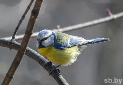 Картинки птицы которые прилетают весной (68 фото) » Картинки и статусы про  окружающий мир вокруг